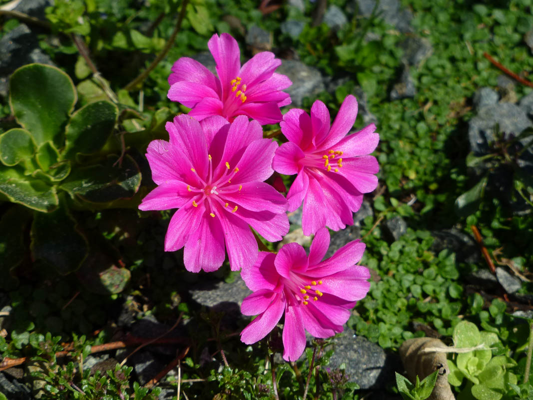 Lewisia cotyledon